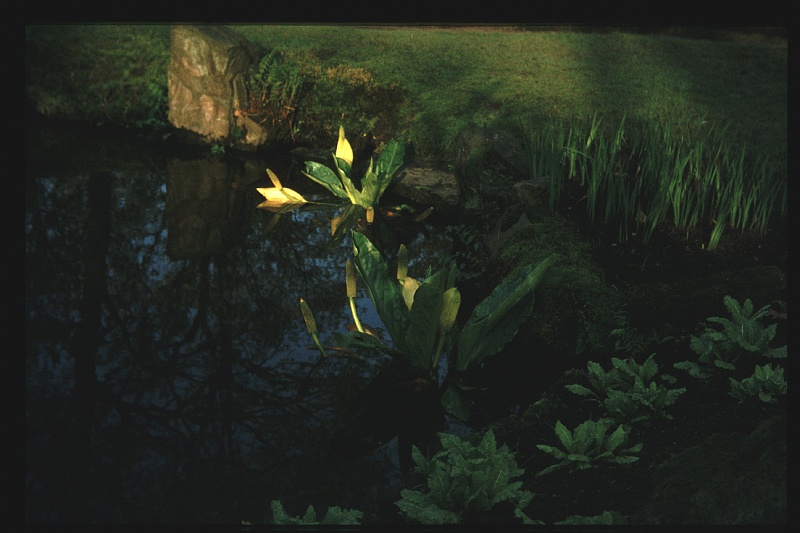 35.JapanseTuin jun 1974.JPG